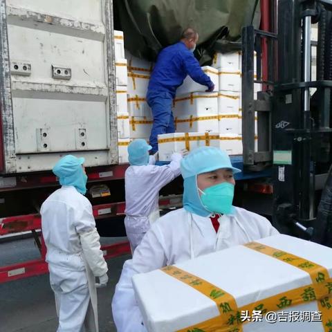 遼寧黃瓜價格行情最新分析