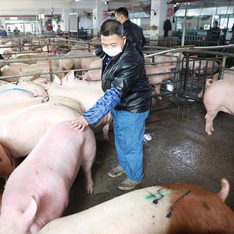 最新玉米糧食價格走勢分析