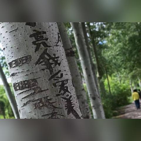滿城錦繡城最新進(jìn)展與動(dòng)態(tài)更新