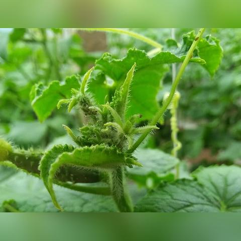 溫室黃瓜高效管理新方法