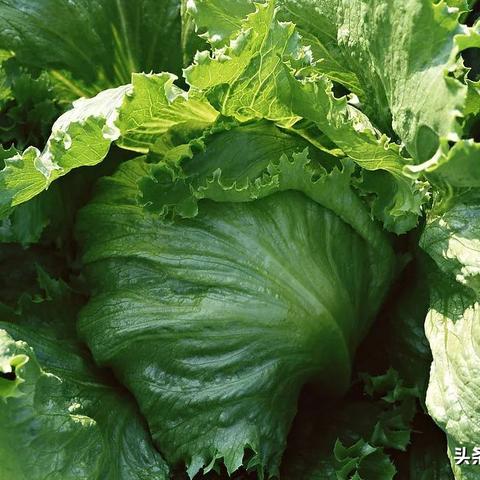 松花菜價格行情最新分析