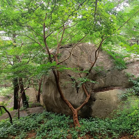 嶗山門票信息更新