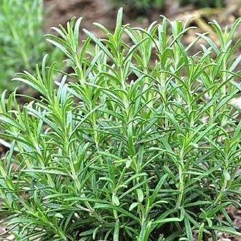 香草最新版數(shù)據(jù)洞察報告，重塑個人護(hù)理體驗之旅